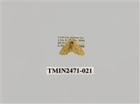 藏品(鉤弧紋豔苔蛾)的圖片